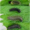 vanes atalanta larva4 volg1